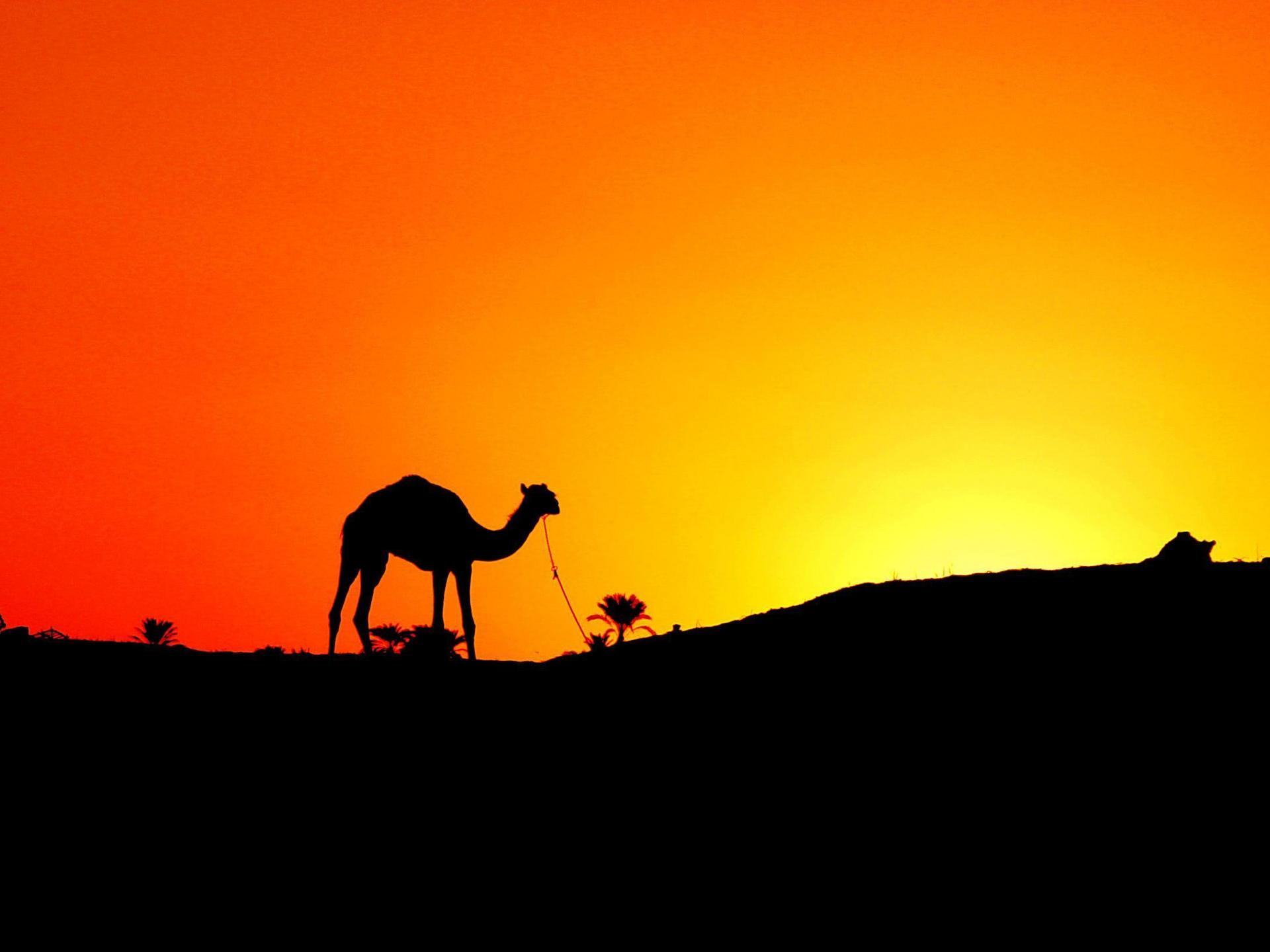 Dromedary Camels, Sahara, Egypt скачать